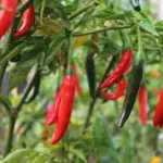 Capsicum Extract (Cayenne Pepper)